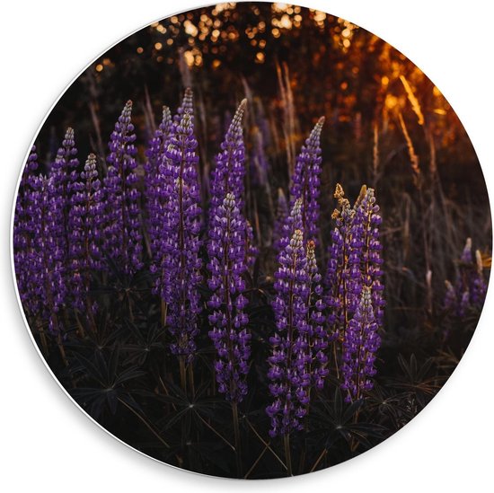 Forex Wandcirkel - Lupinus perennis Bloemen Paars met Zon - 50x50cm Foto op Wandcirkel (met ophangsysteem)