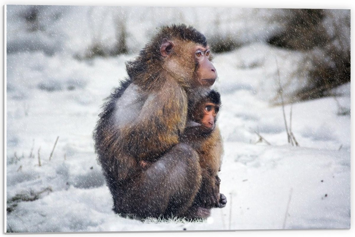 Forex - Moeder en Baby Aap in de Sneeuw - 60x40cm Foto op Forex