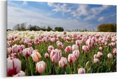 Schilderij - Nederlandse witte en rode tulpen — 90x60 cm