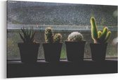 Schilderij - Cactus  op venster in donkere toon — 100x70 cm