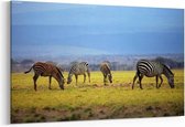 Schilderij - Zebra's, kudde — 100x70 cm