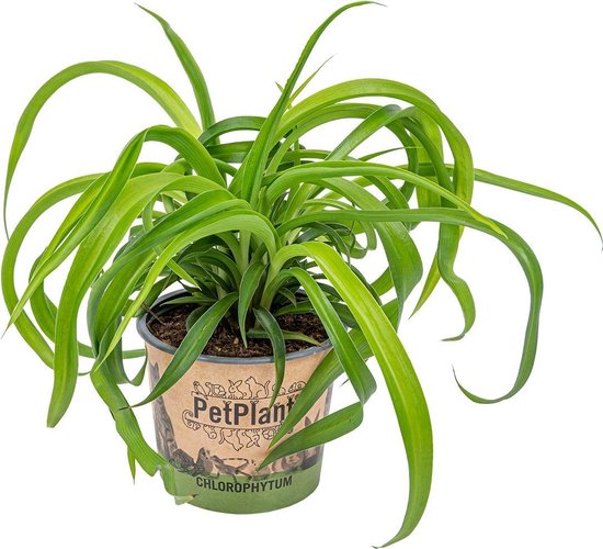 Graslelie | Chlorophytum 'Green Bonnie' per stuk - PetFriendly - Kamerplant ⌀12 cm - ↕25 cm
