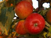 Appelboom - Malus braeburn | Omtrek: 14-18 cm | Hoogte: 350 cm
