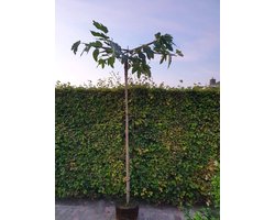 Dakmoerbei - Morus alba Fruitless | Kruisdak | omtrek: 8-10 cm | Hoogte: 250 cm