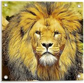 Tuinposter – Leeuw Bruin - 50x50cm Foto op Tuinposter  (wanddecoratie voor buiten en binnen)