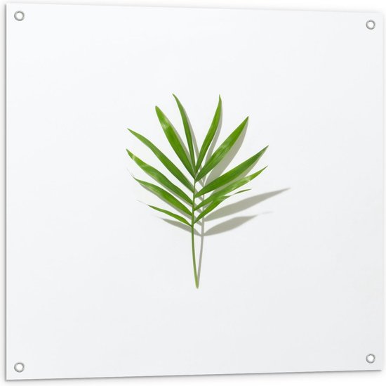 Tuinposter – Groen Blaadje met Witte Achtergrond - 80x80cm Foto op Tuinposter  (wanddecoratie voor buiten en binnen)