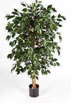 Livistona Rotundifolia | Waaierpalm