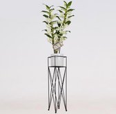 Orchidee van Botanicly – Bamboe Orchidee in witte keramiek pot met stander als set – Hoogte: 80 cm, 2 takken, witte bloemen – Dendrobium nobile Apollon