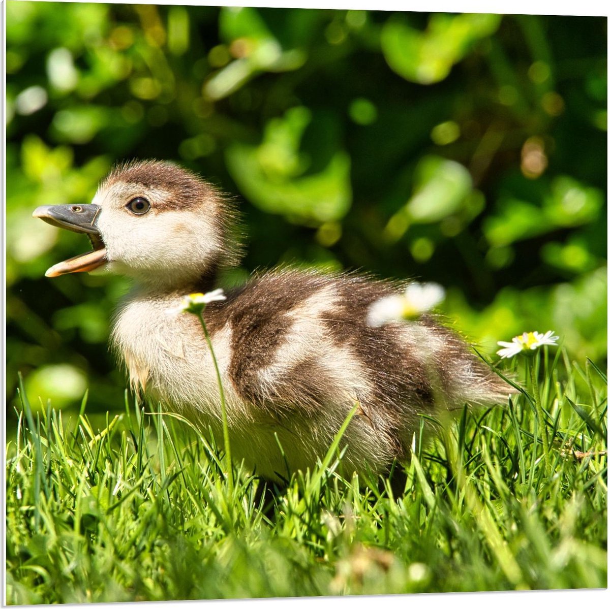 Forex - Baby Eend in Groen Gras - 80x80cm Foto op Forex