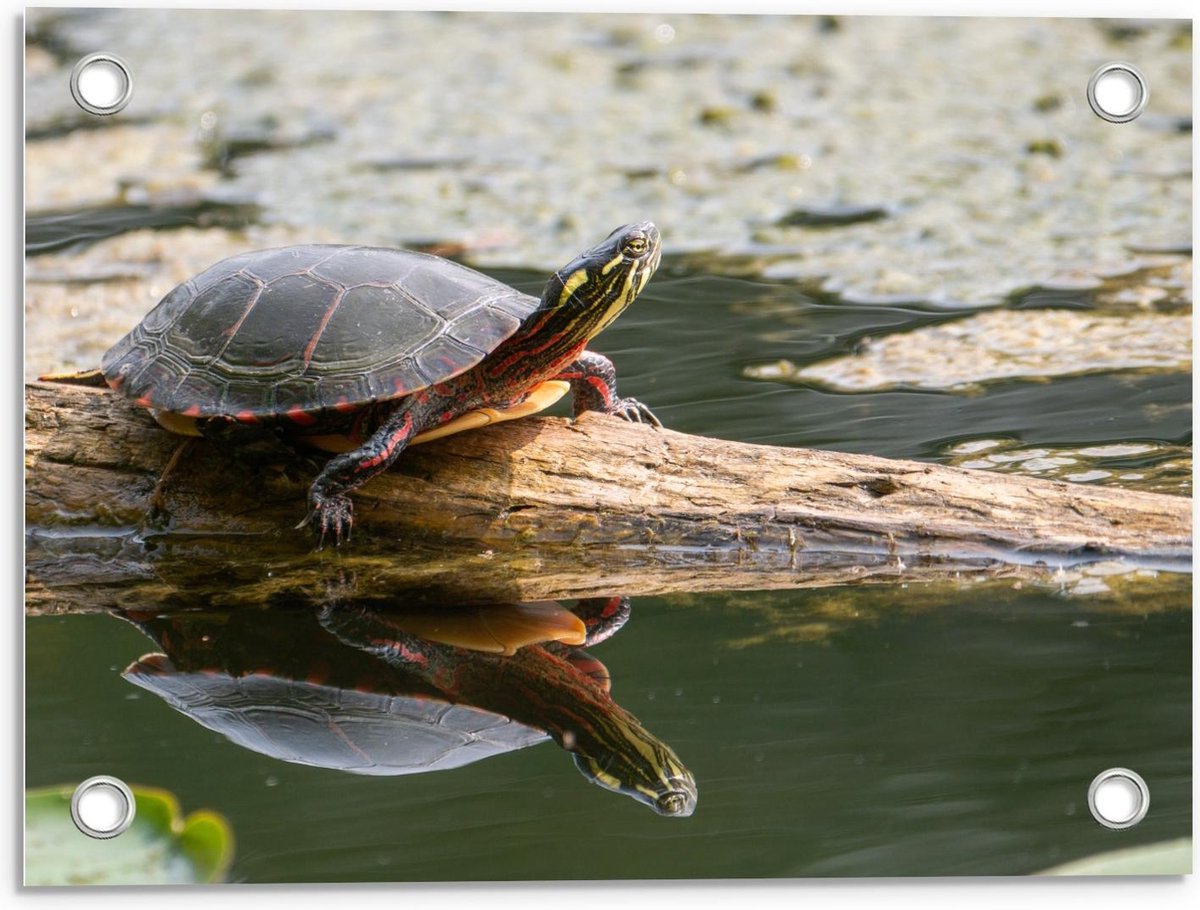Tuinposter – Schildpad op Boomstam in het Water - 40x30cm Foto op Tuinposter (wanddecorati
