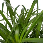 Beaucarnea Vertakt met Elho brussels antracite