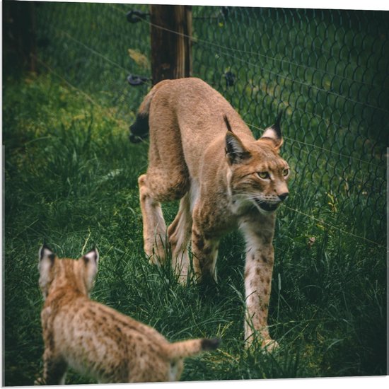 Acrylglas - Lynx met Baby - 80x80cm Foto op Acrylglas (Wanddecoratie op Acrylglas)