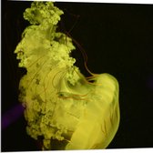 Dibond - Groene Rook - 80x80cm Foto op Aluminium (Met Ophangsysteem)