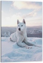 Dibond - Witte Husky met Blauwe Ogen in de Sneeuw - 60x90cm Foto op Aluminium (Wanddecoratie van metaal)