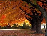 Plexiglas Schilderij Herfst Bomen