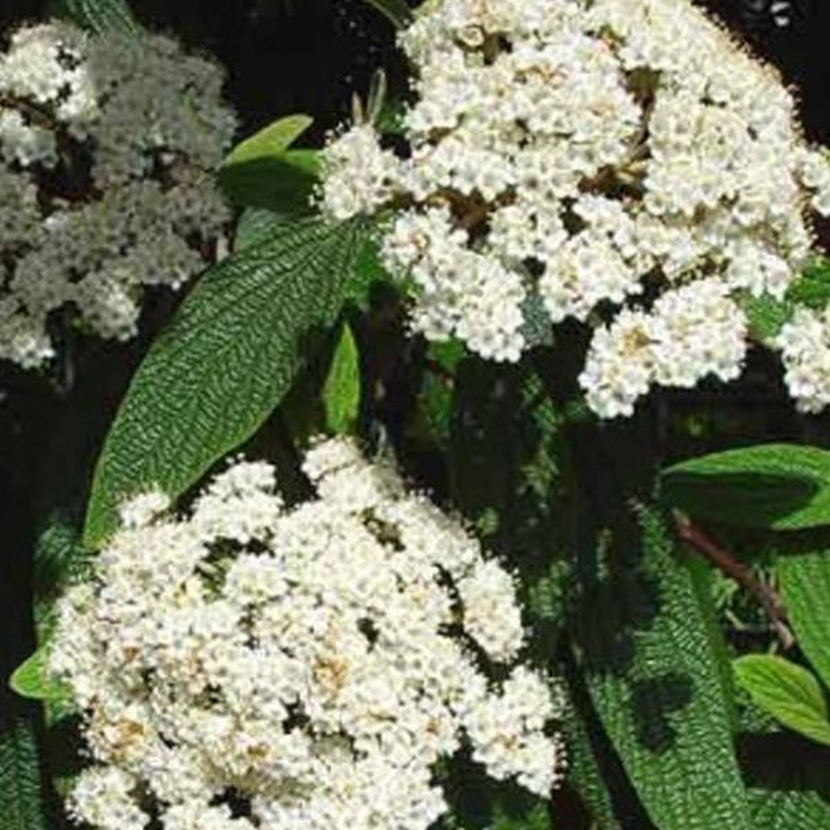 Viburnum Rhytidophyllum - Sneeuwbal - 30-50 cm in pot: Grootbladige struik met gerimpelde bladeren en witte bloemen.