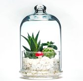 Terrarium glazen pot met deksel voor planten - kweek je eigen grote glazen terrarium of ecosysteem decor (planten niet inbegrepen), (20cm hoog x 10cm Ø)