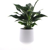 Intenz | Lepelplant | Spathiphyllum Diamond 40cm | keramieken pot 12cm | Jungle