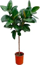 Trendyplants - Ficus Elastica Robusta op stam - Rubberboom - Kamerplant - Hoogte 120-140 cm - Potmaat Ø24cm