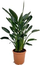 Trendyplants - Strelitzia Reginae - Paradijsvogelbloem - Kamerplant - Hoogte 120-140 cm - Potmaat Ø24cm