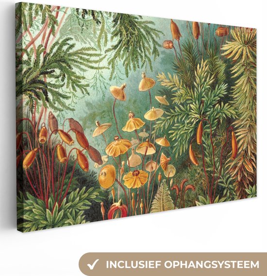 Canvas - Schilderij Oude meesters - Kunst - Muscinae - Haeckel - 120x80 cm - Wanddecoratie - Woonkamer