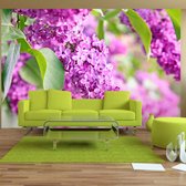 Fotobehangkoning - Behang - Vliesbehang - Fotobehang Paarse Bloemen - Lilac flowers - 350 x 245 cm