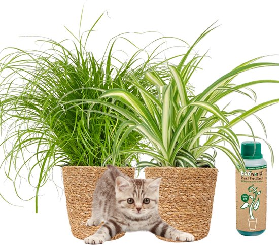 vdvelde.com - Kattengras Cyperus - Graslelie / Zebragras Chlorophytum Comosum - Dieren Kamerplant Set - Ø12 cm - Hoogte 30-40 cm in zeegras Potten + Kamerplanten voeding