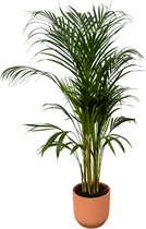 Trendyplants - Areca palm - ↨110cm - Ø21cm inclusief elho Vibes Fold Round roze Ø22cm x ↨20cm