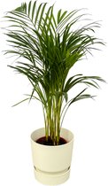 Trendyplants - Areca palm - ↨85cm - Ø19cm inclusief elho Greenville Round wit Ø24cm x ↨23cm