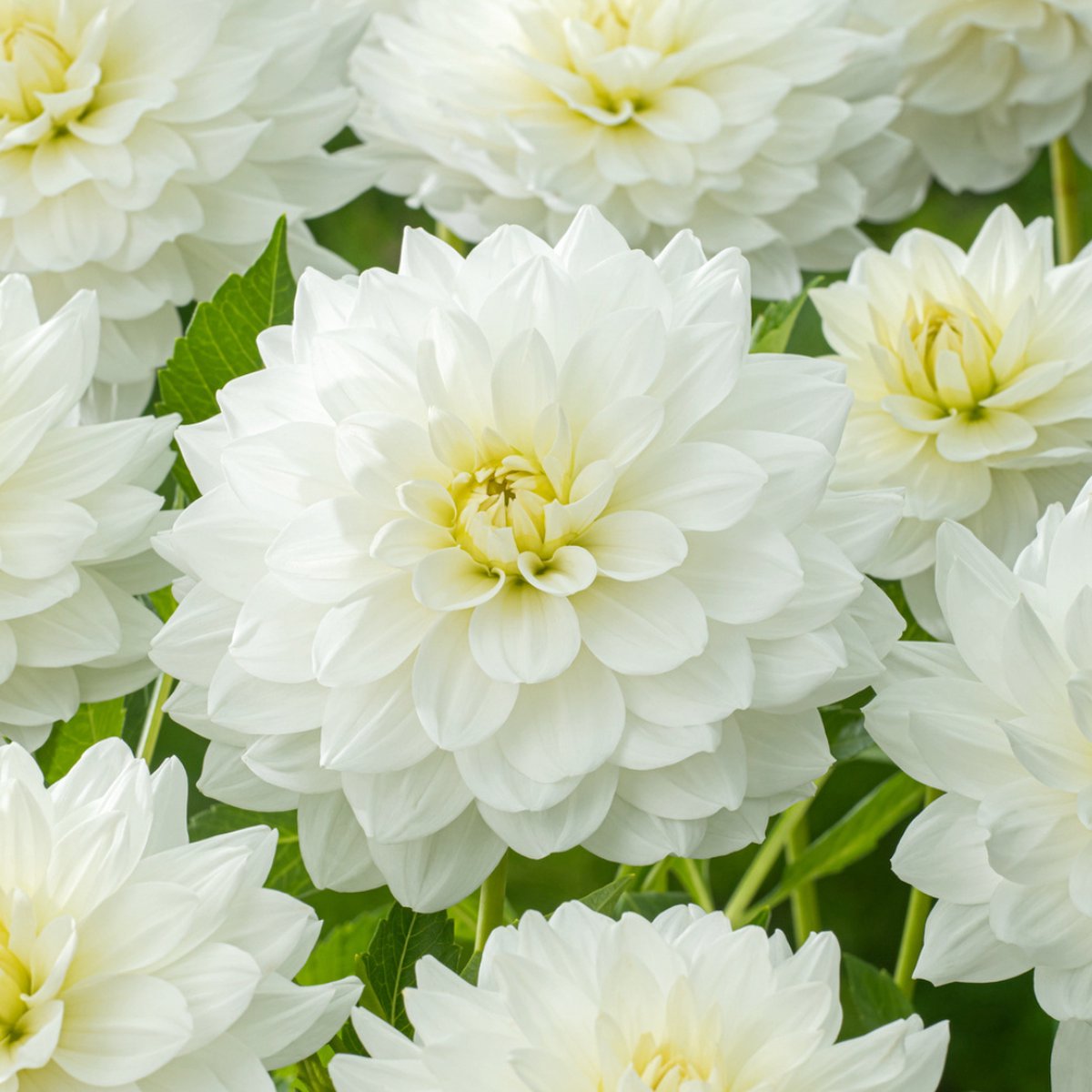 Plant in a Box - Dahlia 'White Perfection' - set van 3 - zomerbloeiers - dahliaknollen - tuinbloemen - Wit
