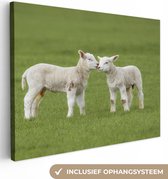 Les agneaux se saluent toile 40x30 cm - petit - Tirage photo sur toile (Décoration murale salon / chambre) / Animaux de la ferme Peintures sur toile