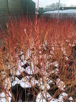 Cornus sanguinea 'Midwinter Fire' - Rode kornoelje 40 - 50 cm in pot