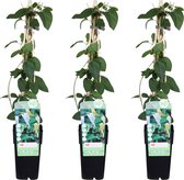 Klimplant – Japanse kamperfoelie (Lonicera Japonica) – Hoogte: 65 cm – van Botanicly