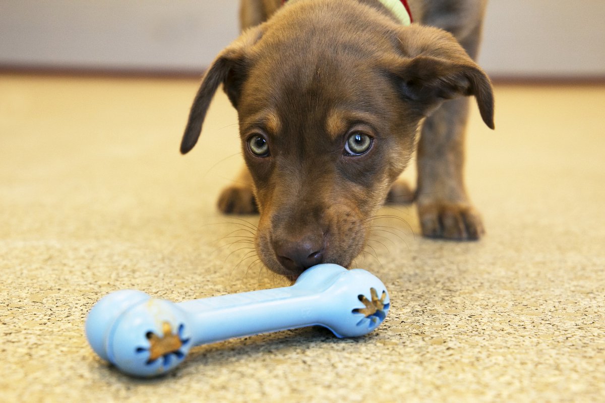 Kong Puppy Goodie Bone thumbnail 4