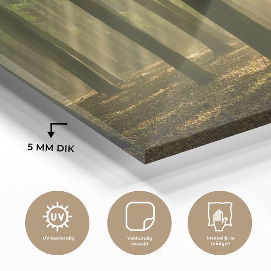 La lumière du soleil d'automne brille sur les vieux arbres Plexiglas 120x80 cm - Tirage photo sur Glas (Décoration murale plexiglas)