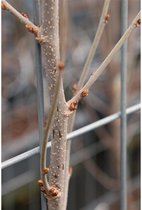 Bessenplant – Moerbei (Morus rotundiloba Mojo Berry) – Hoogte: 180 cm – van Botanicly