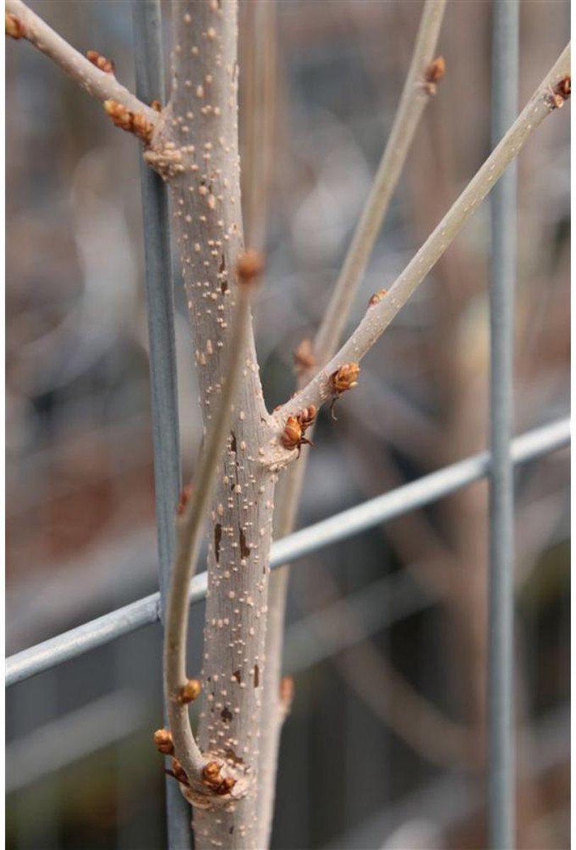 BOTANICLY Bessenplant – Moerbei (Morus rotundiloba Mojo Berry) – Hoogte: 180 cm – van