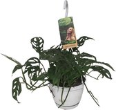 Monstera – Gatenplant (Monstera Obliqua) – Hoogte: 40 cm – van Botanicly