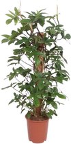 Groene plant – Philodendron (Philodendron pedatum) – Hoogte: 130 cm – van Botanicly