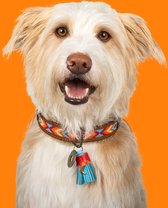 DWAM Dog with a Mission Halsband Hond – Hondenhalsband – Blauw - Oranje – M – Leer – Halsomvang tussen 32-39 x 2,5 cm – Wayne