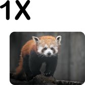 BWK Flexibele Placemat - Rode Panda - Dier - Bos - Boomstam - Set van 1 Placemats - 40x30 cm - PVC Doek - Afneembaar