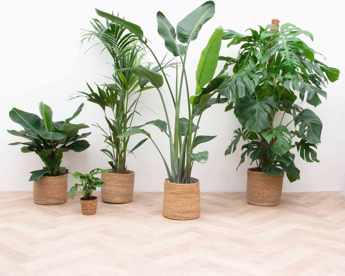 Kentia palm inclusief elho Greenville Round wit - 160cm - Ø30
