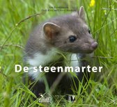 Steenmarter