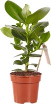 Kamerplant van Botanicly – Varkensboom – Hoogte: 35 cm – Clusia Princess