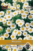 Van Hemert & Co - Margrietje (Chrysanthemum paludosum)