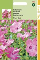 Hortitops Zaden - Lavatera Trimestris Silver Cup Zalm-Rose