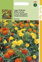Graines Hortitops - Marigold Bonita (Tagetes patula nana)