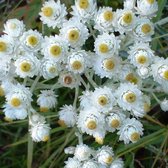 6 x Anaphalis Margaritacea 'Neuschnee' - Siberische Edelweiss pot 9x9cm - Witte, pluizige bloemen