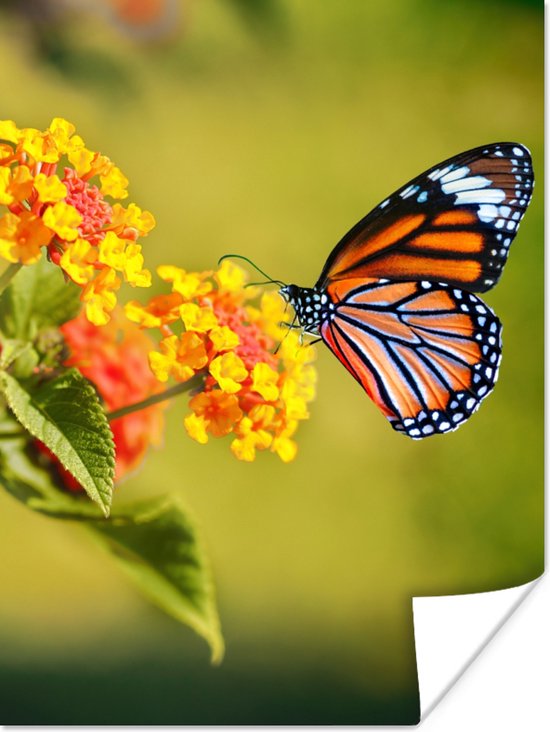 Poster Vlinder - Insecten - Bloemen - Geel