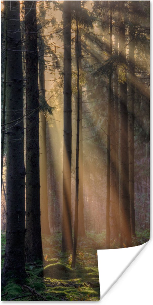 Poster Bomen - Bos - Zon - Planten - 40x80 cm